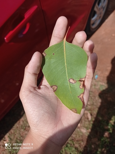 White eucalyptus (Eucalyptus alba)