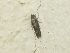 Mompha subbistrigella