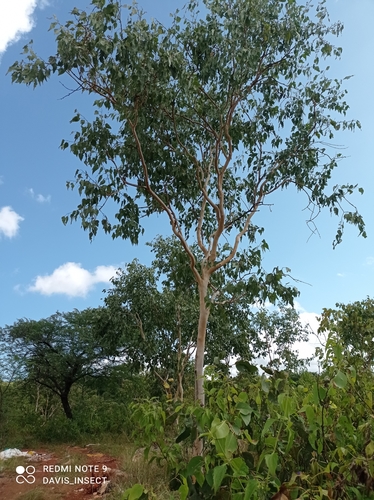 Image of White Gum (Eucalyptus alba) by (c) Davis Damaledo, some rights reserved (CC BY)