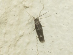 Mompha subbistrigella