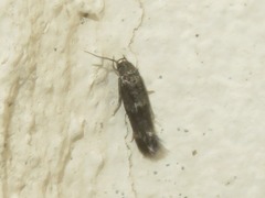 Mompha subbistrigella