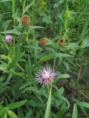 Centaurea trichocephala