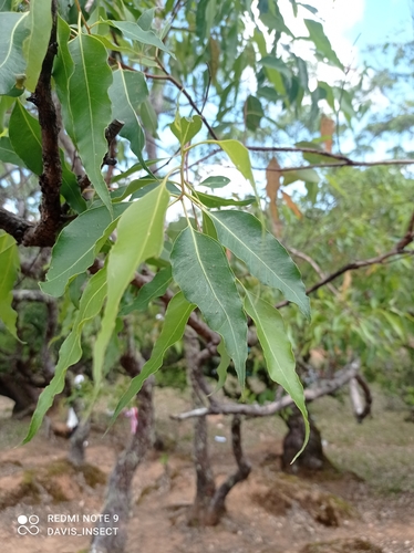 Timor white gum (Eucalyptus urophylla)