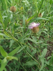 Centaurea trichocephala