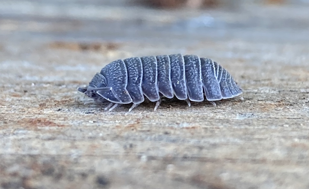 Cytherean Pill Woodlouse