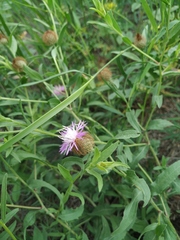 Centaurea trichocephala