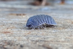 Armadillidium cythereium