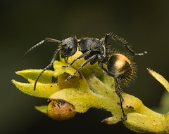 Polyrhachis schoopae