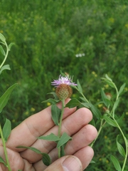 Centaurea trichocephala