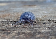 Armadillidium cythereium