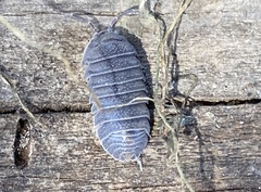 Armadillidium cythereium