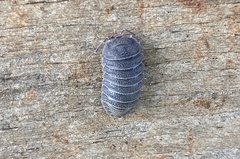 Armadillidium cythereium