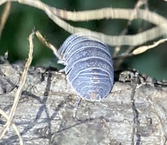 Armadillidium cythereium