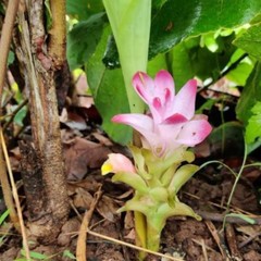 Curcuma aromatica
