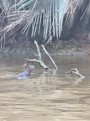 Lutrogale perspicillata