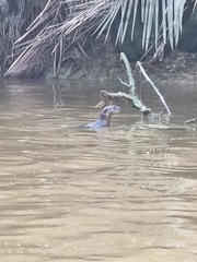 Lutrogale perspicillata