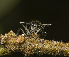 Polyrhachis schoopae