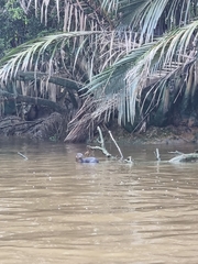 Lutrogale perspicillata