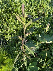 Hygrophila costata