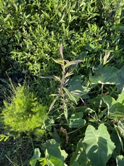 Hygrophila costata
