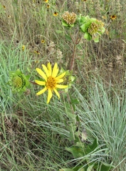 Silphium radula