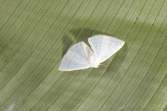 Lomographa argentata