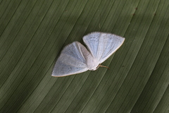 Lomographa argentata