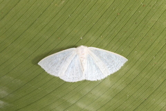 Lomographa argentata