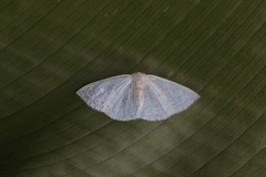 Lomographa argentata