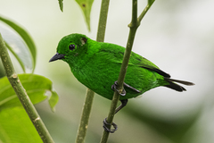 Chlorochrysa phoenicotis
