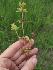 Lamium amplexicaule orientale