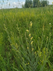 Linaria biebersteinii