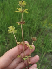 Lamium amplexicaule orientale
