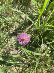 Trifolium pratense