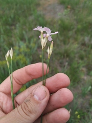 Dianthus polymorphus