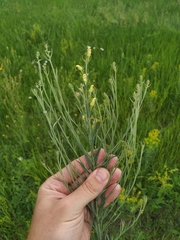 Linaria biebersteinii