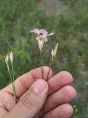 Dianthus polymorphus