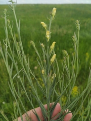 Linaria biebersteinii