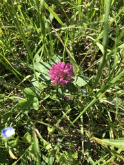 Trifolium pratense