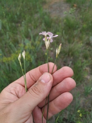 Dianthus polymorphus