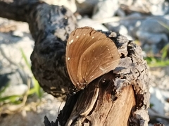 Euploea leucostictos