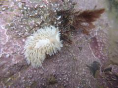 Aeolidia