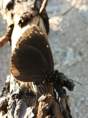 Euploea leucostictos
