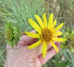 Silphium radula