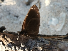 Euploea leucostictos