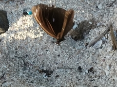 Euploea leucostictos