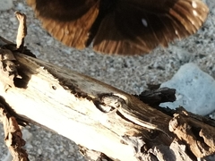 Euploea leucostictos