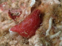 Pyura microcosmus