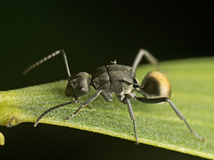 Polyrhachis tubifera