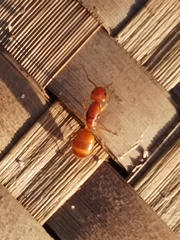 Camponotus chloroticus